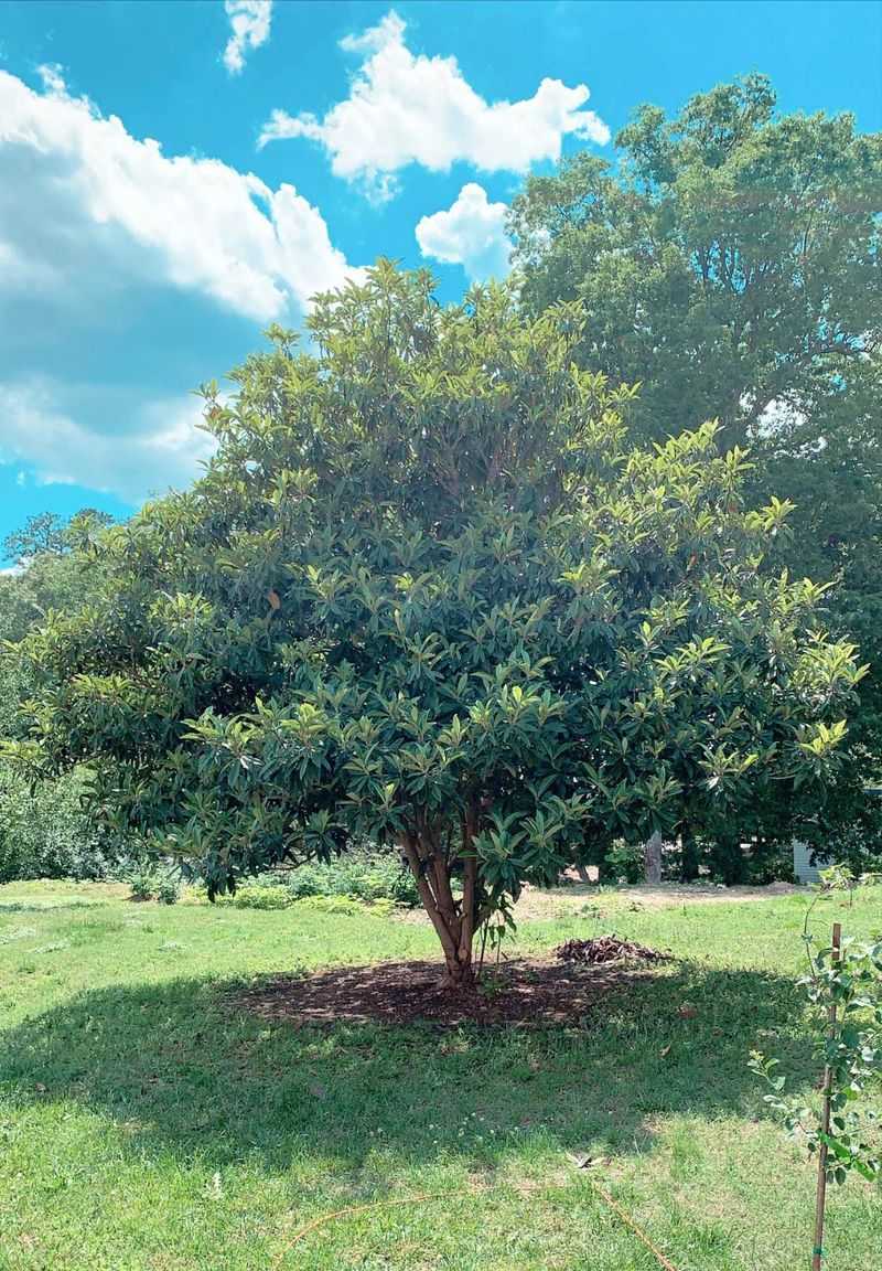 Fertilization For Stronger Growth