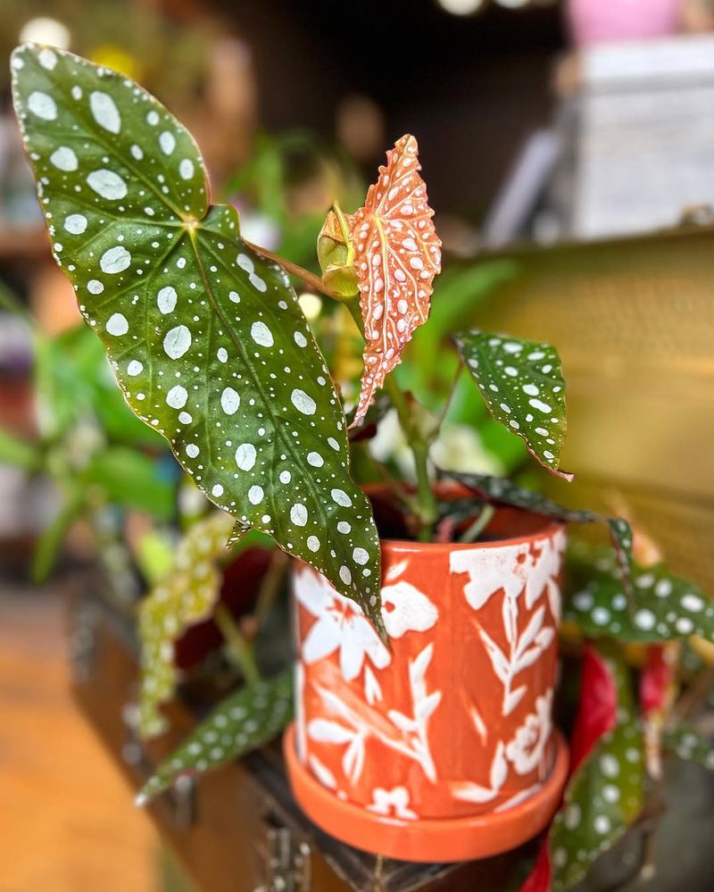 The Right Pot Supports Easier Care