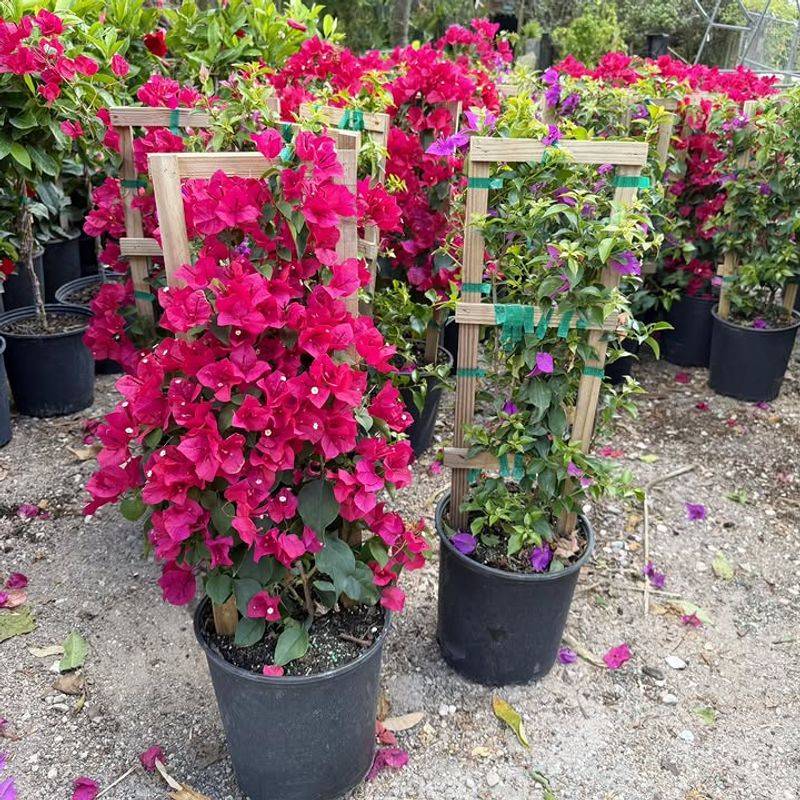 Protection From Cold Nights Helps Prevent Seasonal Stress