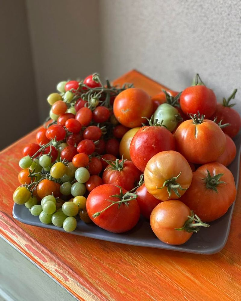 Early Harvesting Keeps Plants Producing Longer