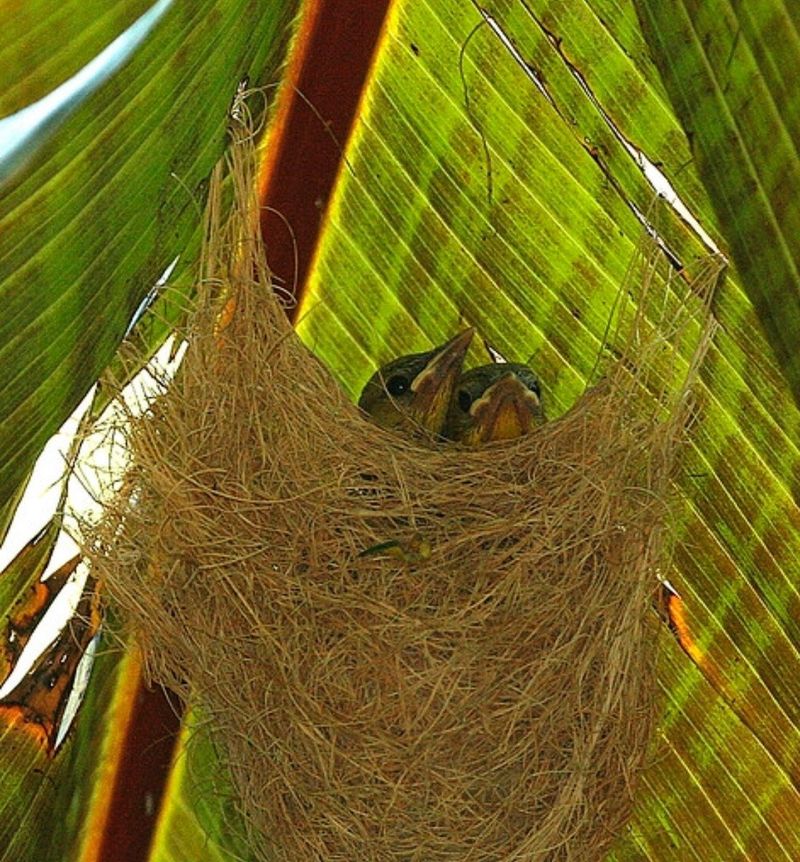 Pruning During Active Bird Nesting Season