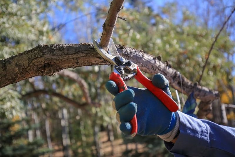 Overpruning Young Fruit Trees