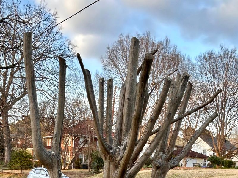Cutting Back Crape Myrtles Too Late