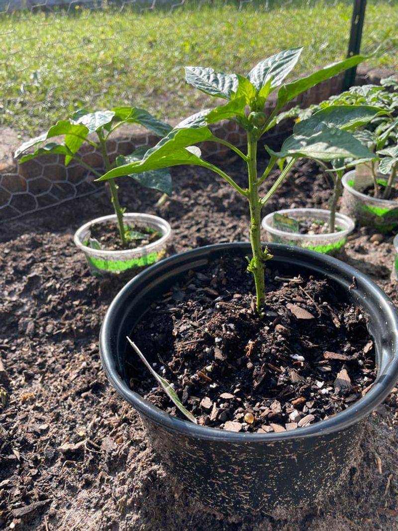 Planting Heat-Sensitive Crops Too Soon Before Stable Warm Weather