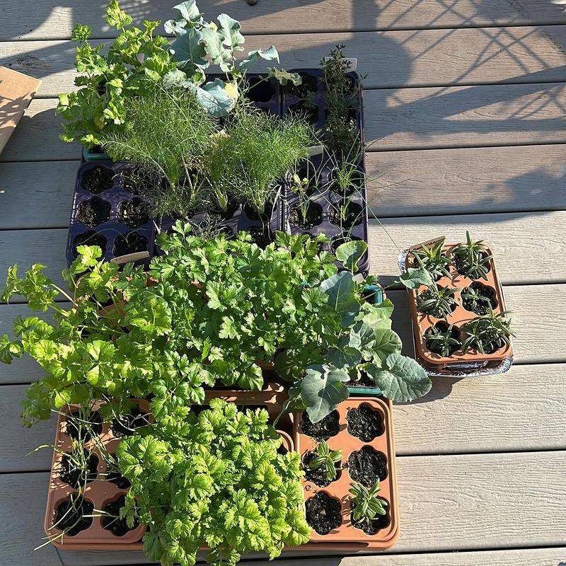 Harden Off Greenhouse Plants Before Planting Them Outside