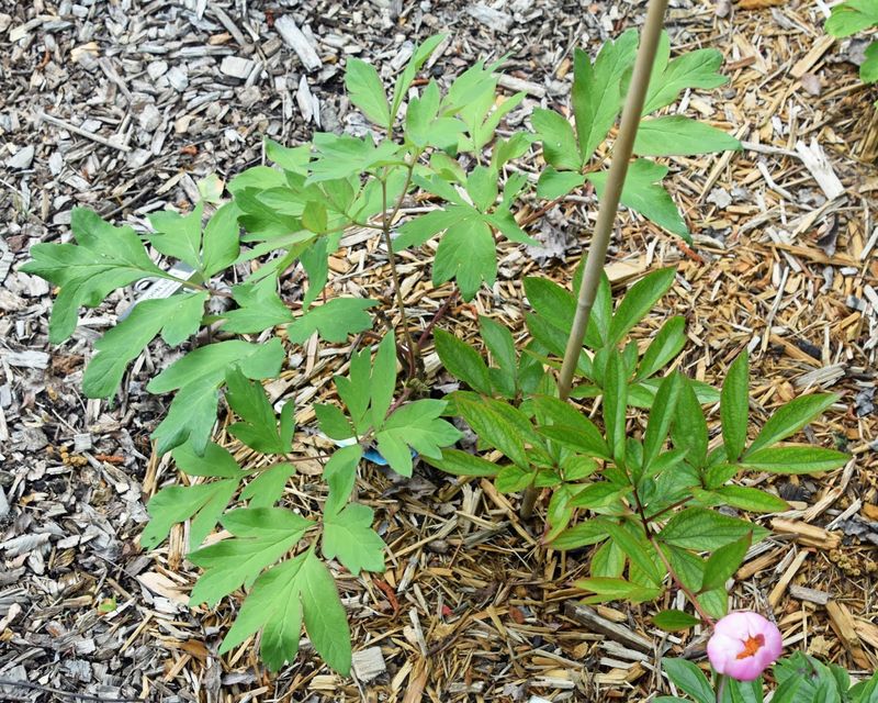 Clear Away Last Season's Old Foliage