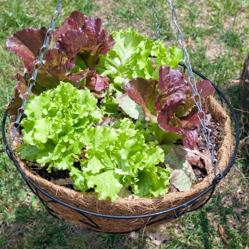 Snip Leaf Lettuce Before The Florida Heat Hits