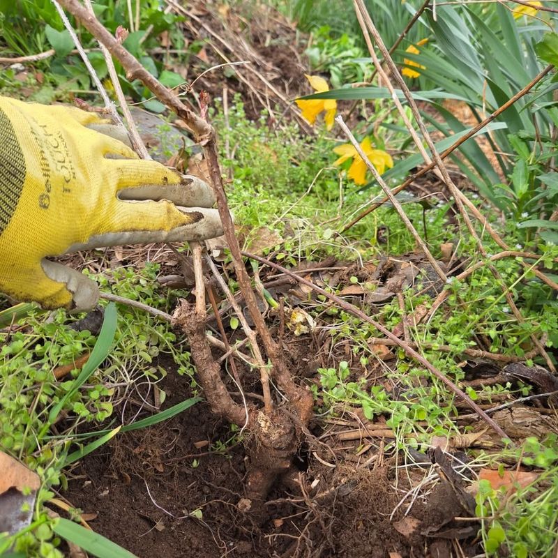 Use Control Methods Before It Disappears