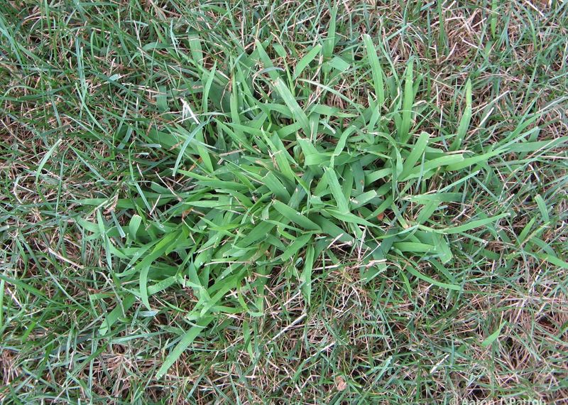 Crabgrass