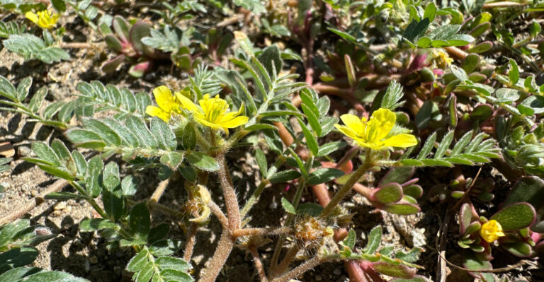 Pull These California Weeds Now Before They Spread In Summer