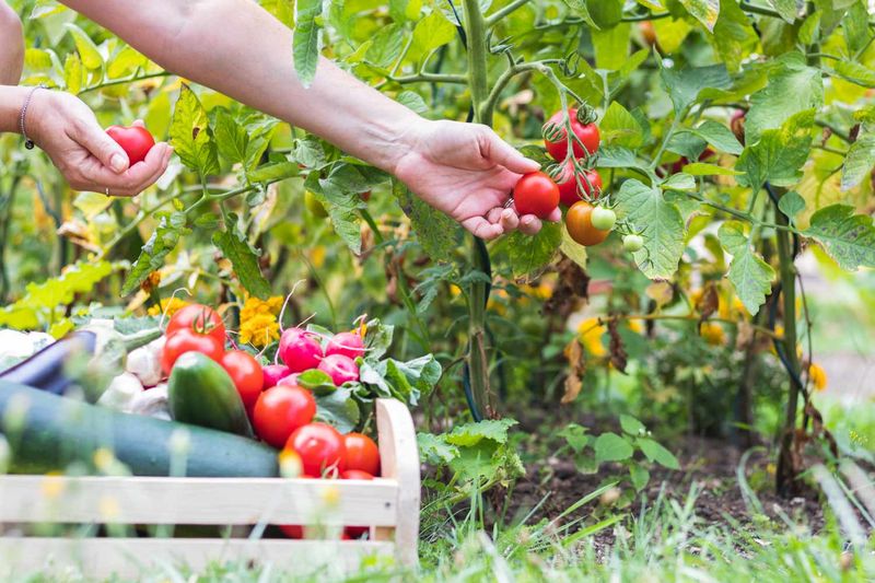 Feed Your Plants With The Right Fertilizer