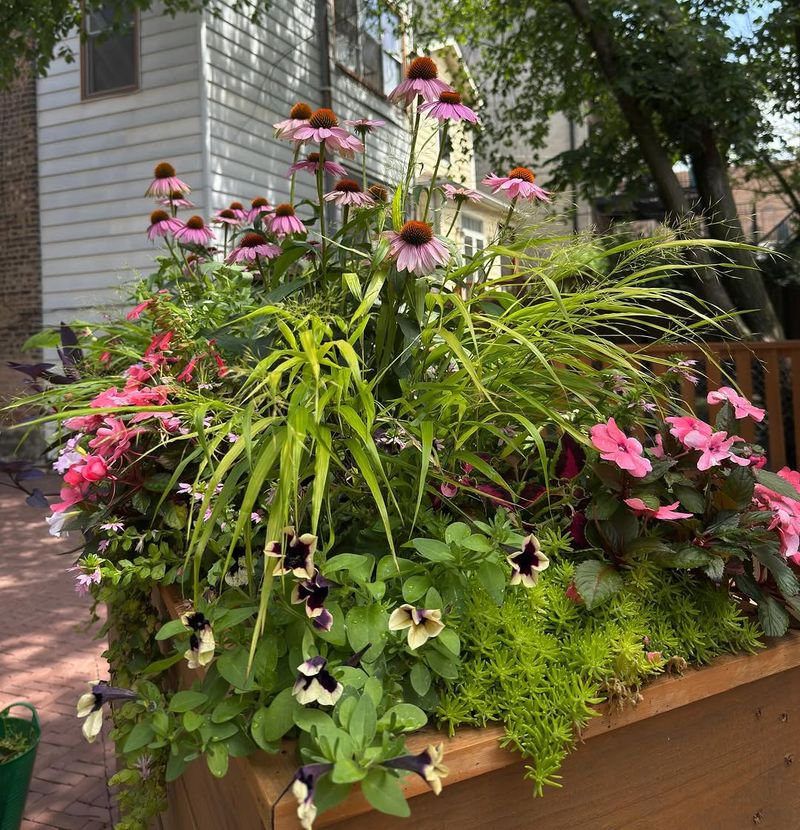 Divide Overgrown Perennials