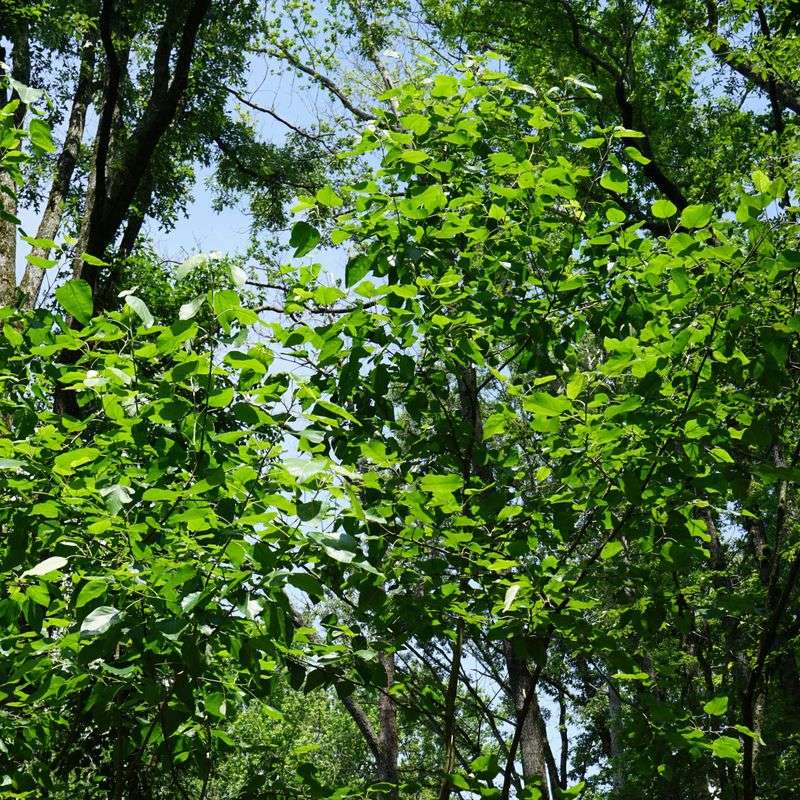 Swamp Cottonwood (Populus heterophylla)