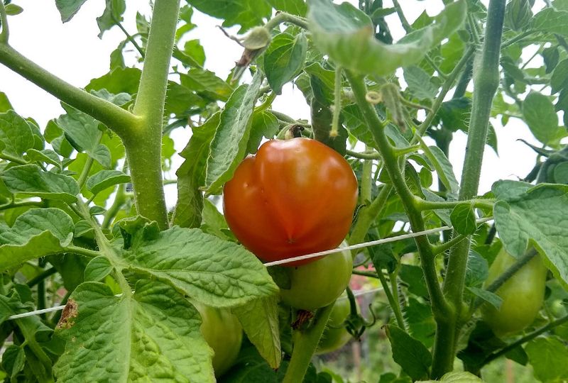 Tomatoes Offer Classic Summer Flavor For Sunny Gardens