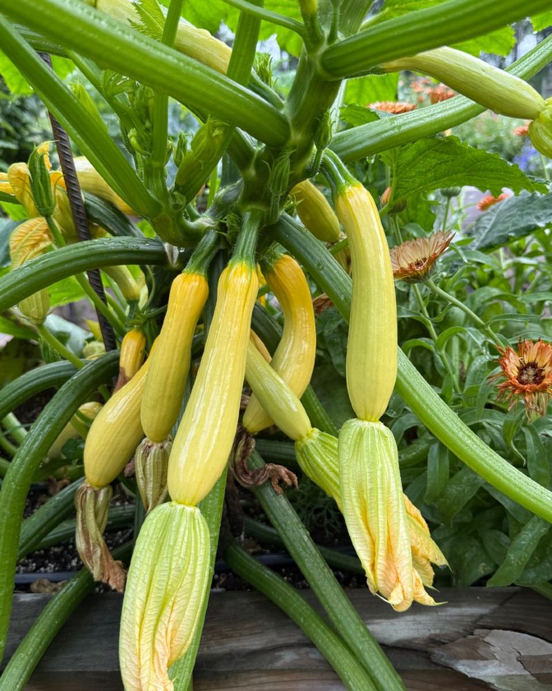 Squash That Quickly Overruns The Space