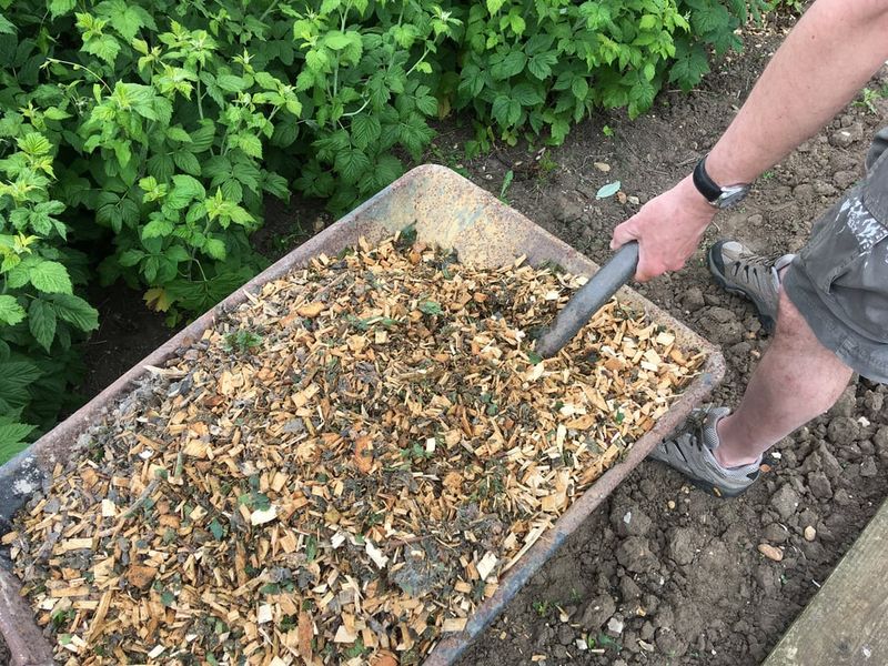 Fresh Wood Chips Mixed Into Soil