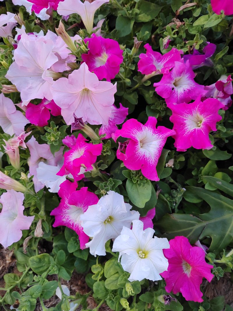 Pink And White
