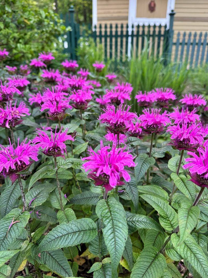 Bee Balm