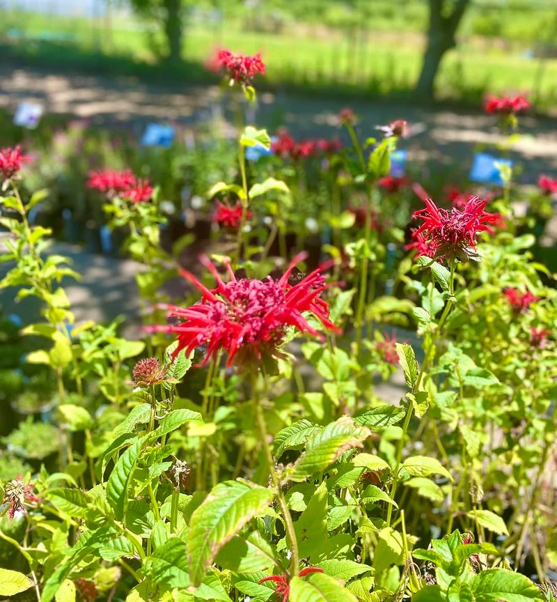 Bee Balm Grows Strong In Moist Clay Conditions