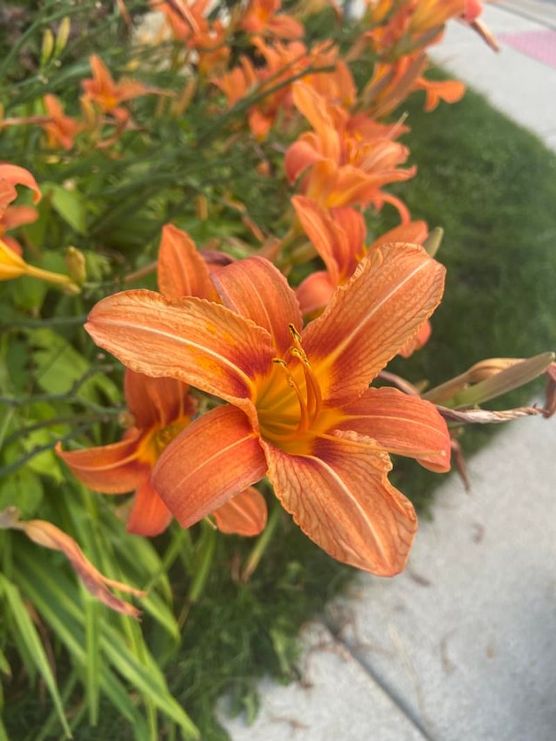 Daylily Delivers Color With Little Effort