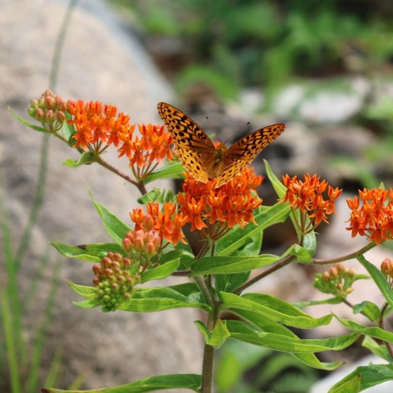 Butterfly Bush Out, Milkweed In For Real Butterfly Support