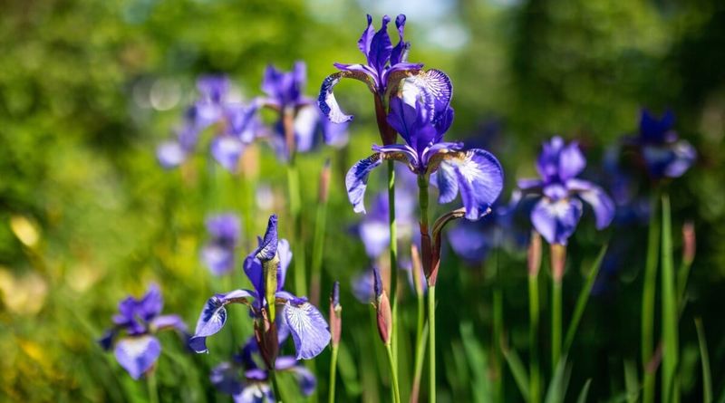 Siberian Iris (Iris Sibirica)