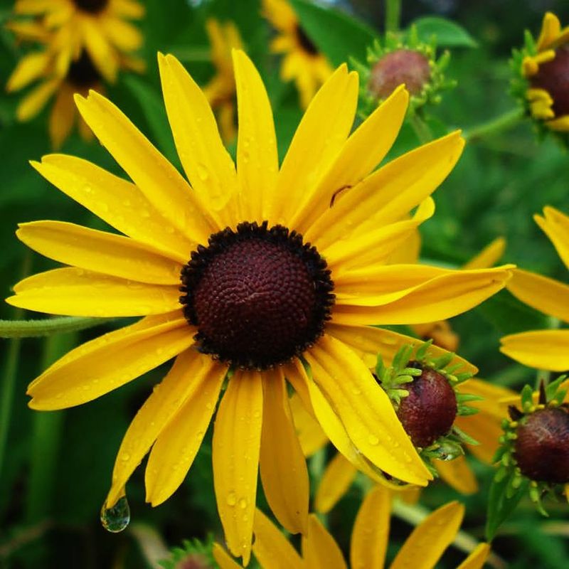 Black-Eyed Susan (Rudbeckia Hirta)