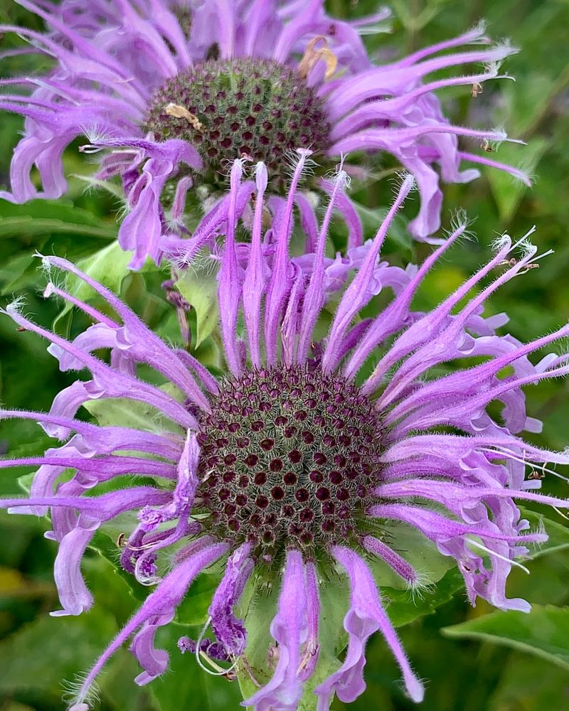 Wild Bergamot (Monarda Fistulosa)