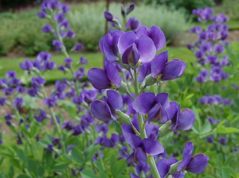 Wild Blue Indigo (Baptisia Australis)