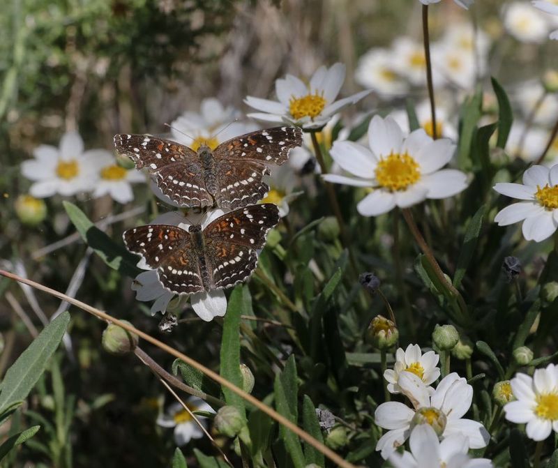 Blackfoot Daisy (Melampodium Leucanthum)