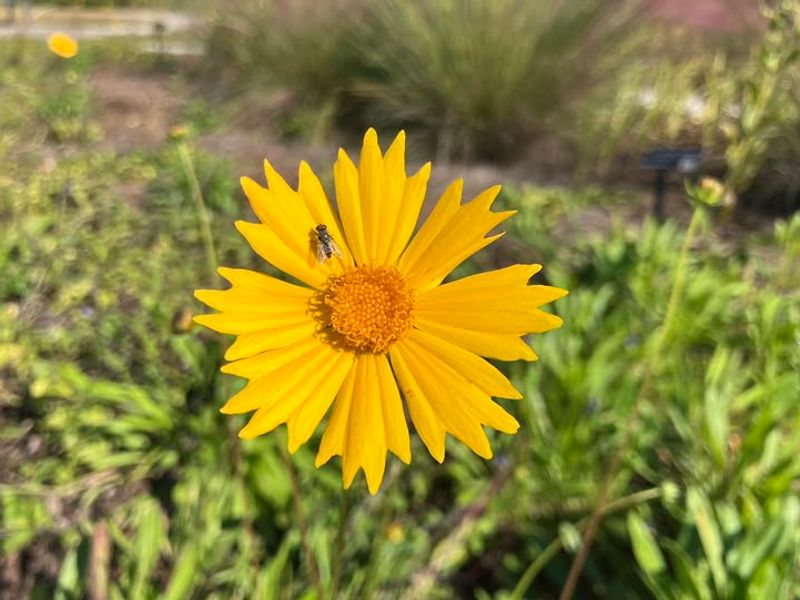 Coreopsis (Coreopsis lanceolata)