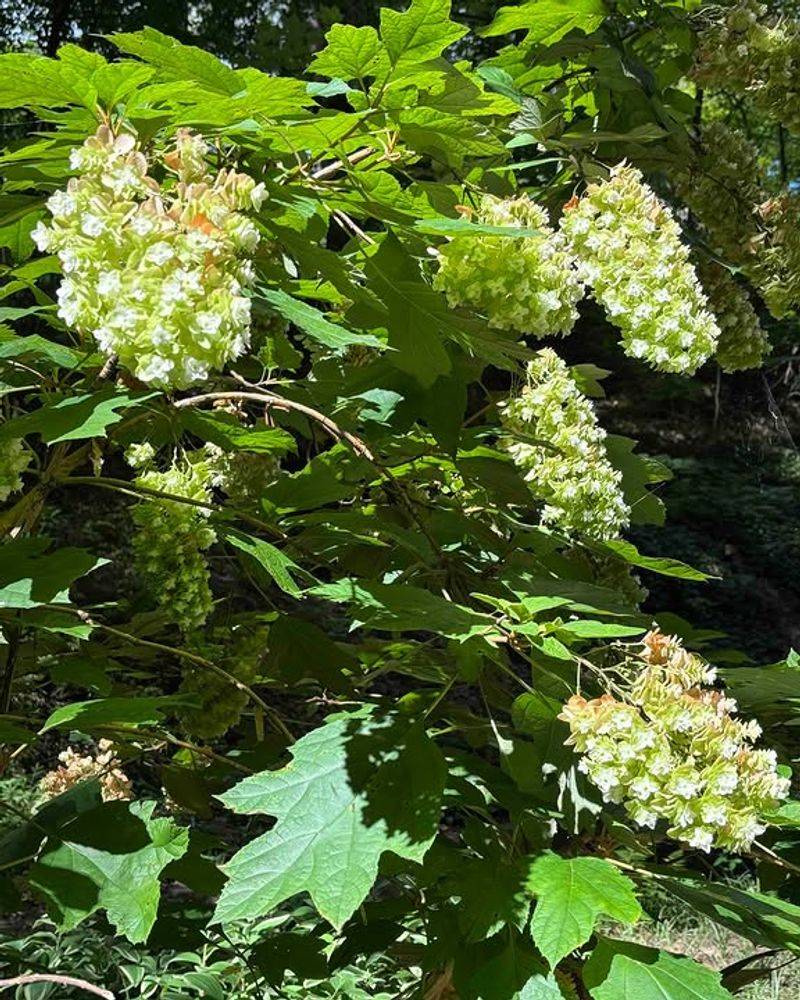 Oakleaf Hydrangea (Hydrangea quercifolia)