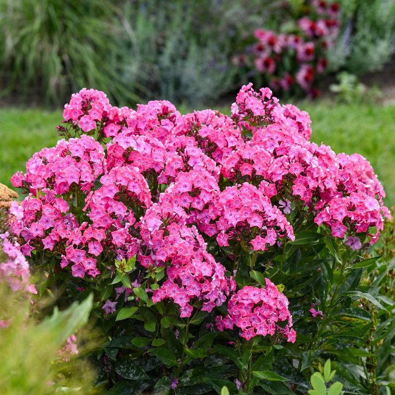 Garden Phlox That Extends The Bloom Season