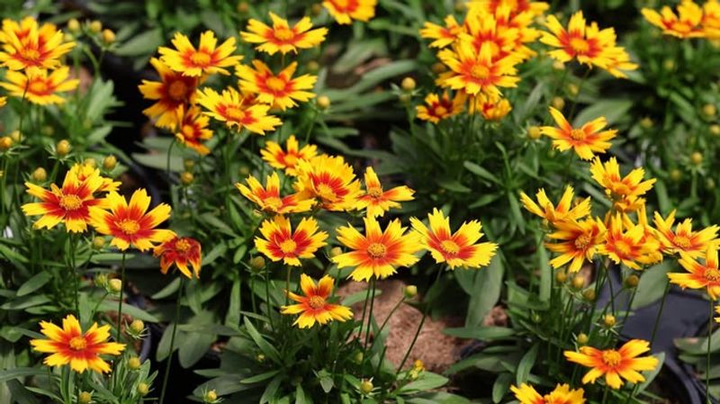 Coreopsis Handles Sandy And Poor Soil While Blooming Consistently
