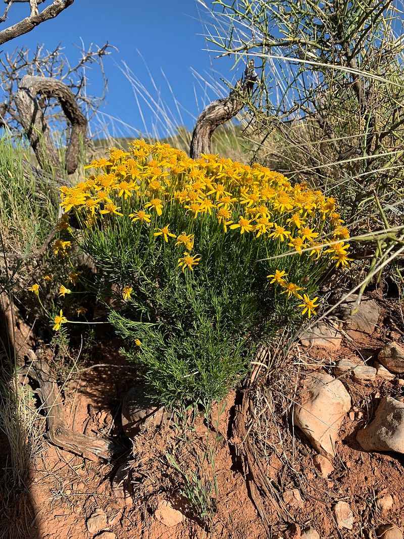 Damianita Delivers Reliable Color In Dry Conditions