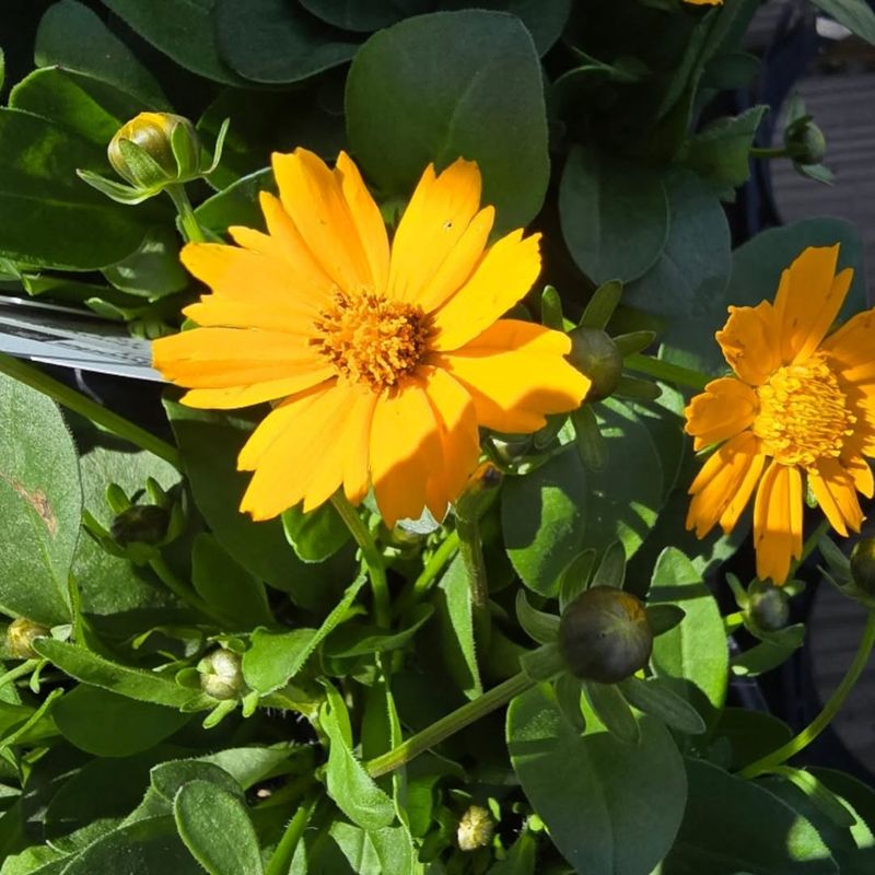 Coreopsis Keeps Producing Bright Flowers With Minimal Care