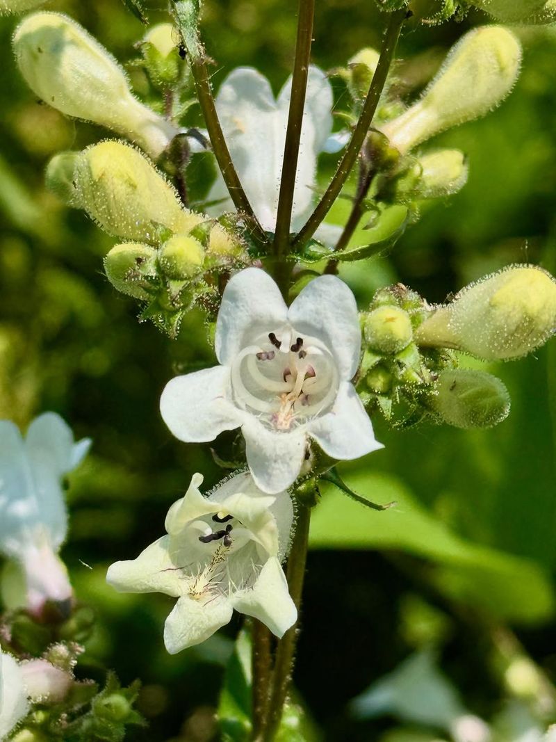 Foxglove Beardtongue Brightens Late Spring
