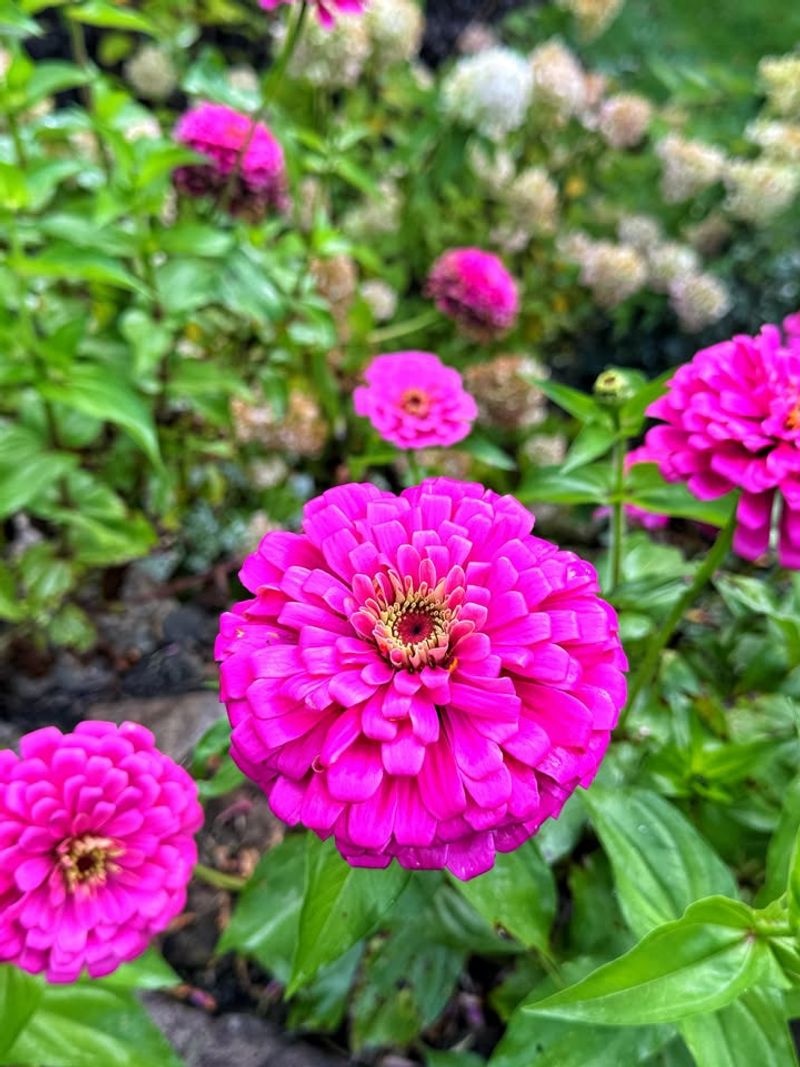 Zinnias