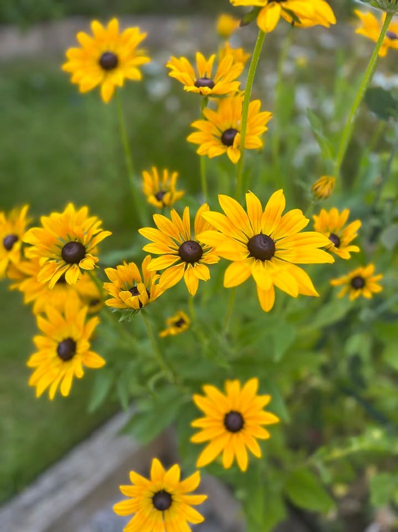 Black-Eyed Susan Blooms Easily With Minimal Care