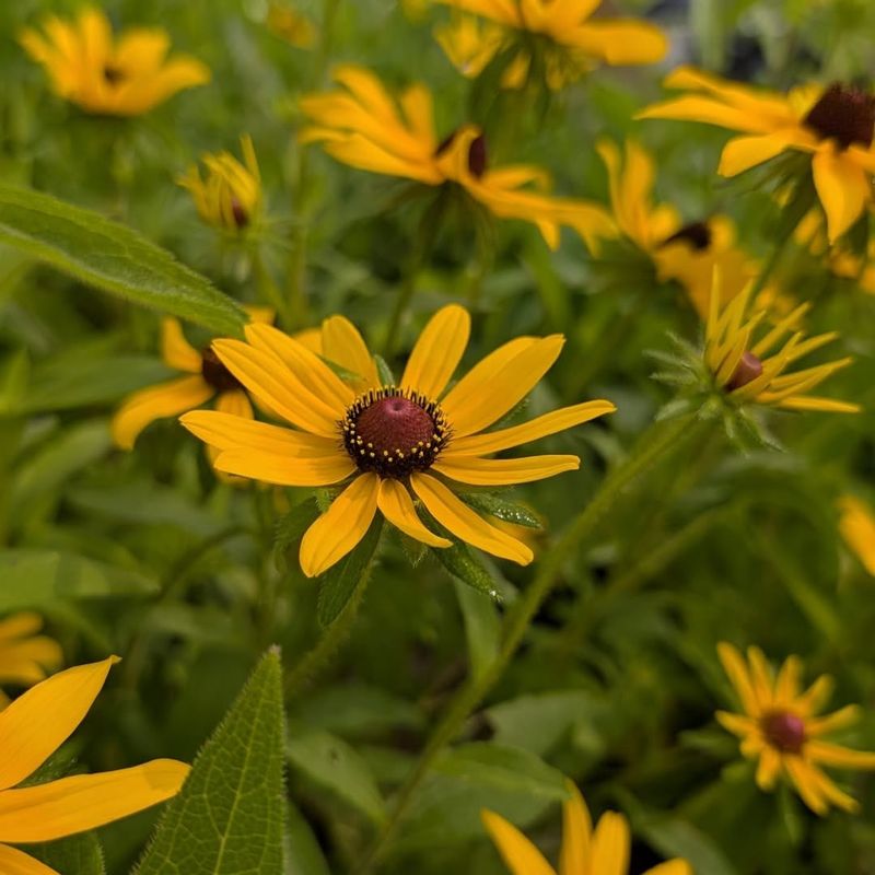 Blackeyed Susan Establishes Quickly In Sunny Beds