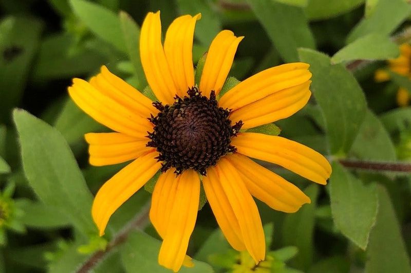 Black-Eyed Susan Brightening Beds With Bold Color