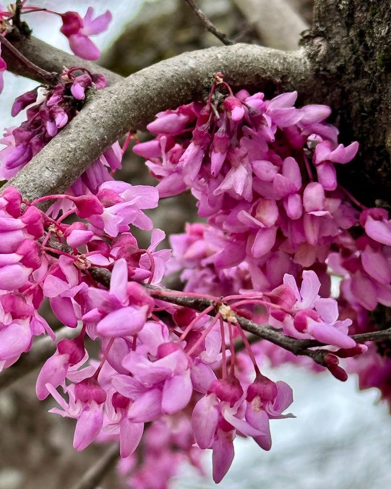 Eastern Redbud Bursting With Early Pink Blooms
