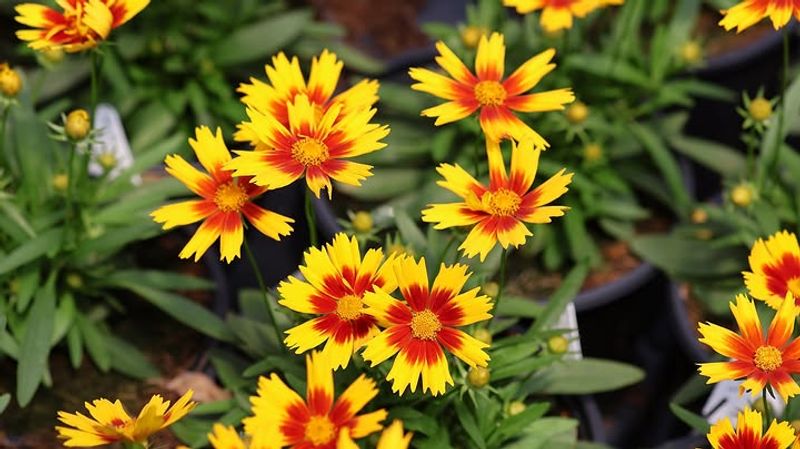Coreopsis That Keeps The Garden Bright