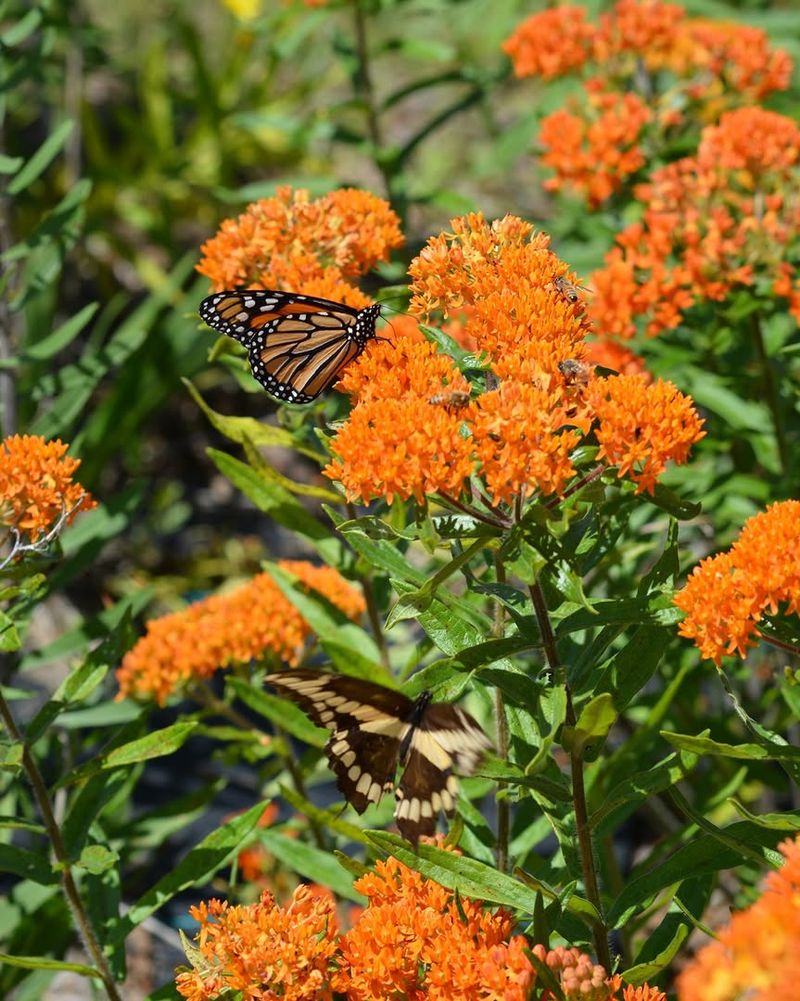 Butterfly Weed That Brings Late Season Energy
