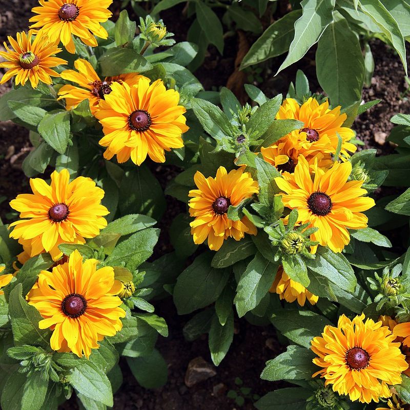 Black-Eyed Susan Produces Bright Flowers With Minimal Care