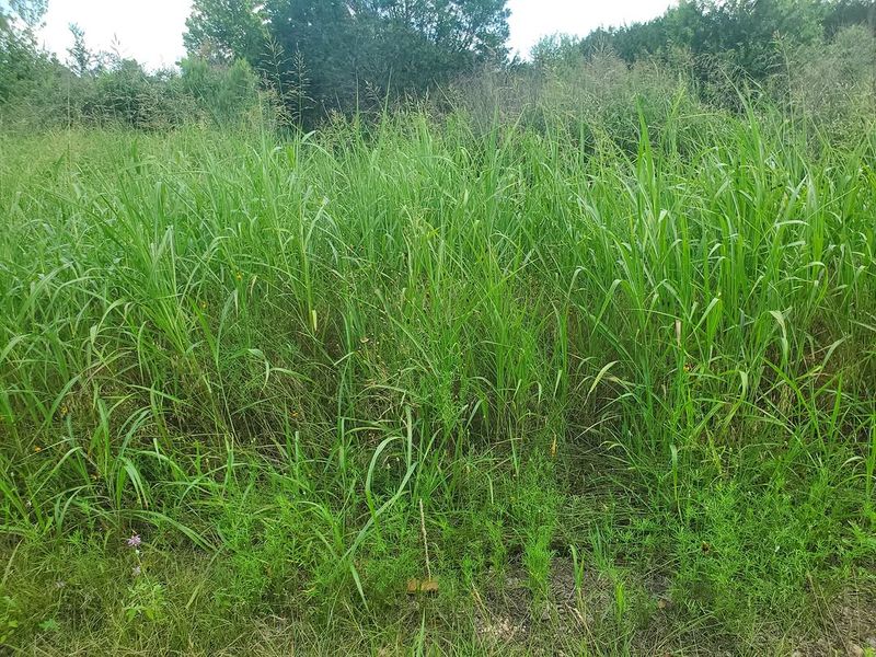 Johnsongrass