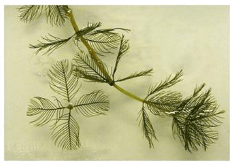 Eurasian Watermilfoil Creates Dense Growth In Water