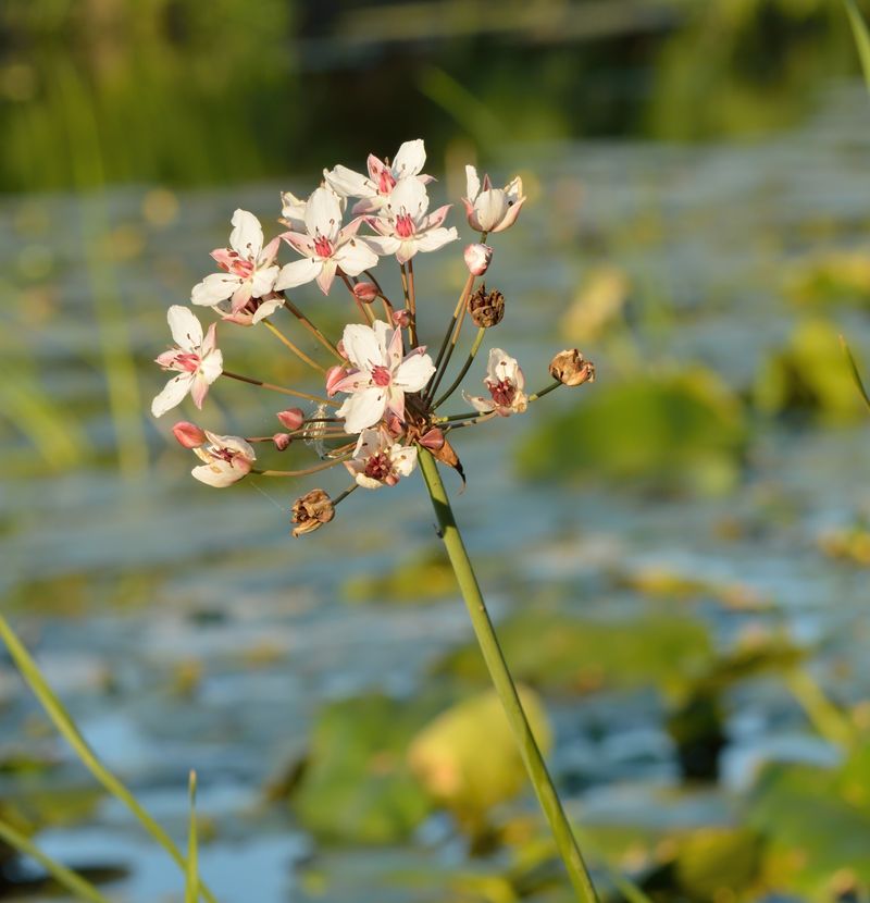 Flowering Rush (Butomus umbellatus)