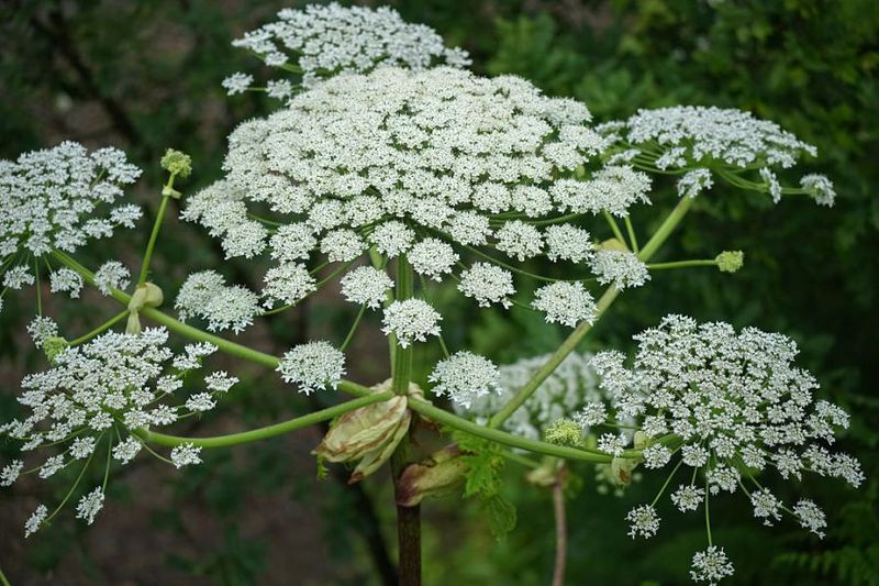Giant Hogweed