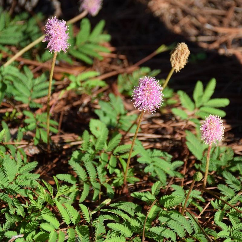 Sunshine Mimosa Works Best In Sunny Low Traffic Borders
